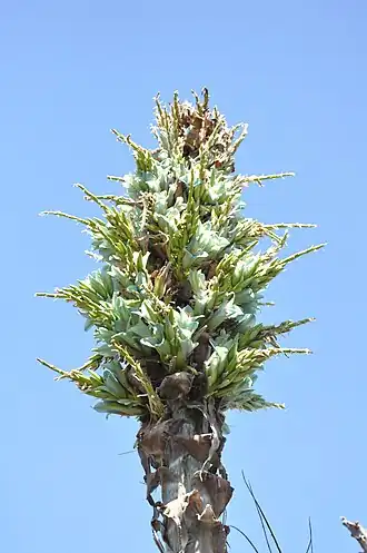 Puya alpestris