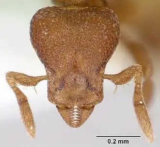 Strumigenys membranifera
