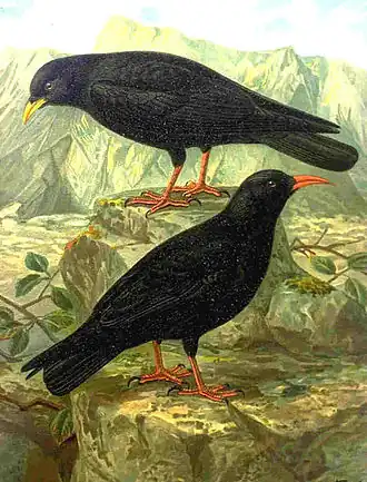 Сверху — альпийская галка (Pyrrhocorax graculus),Снизу — клушица (Pyrrhocorax pyrrhocorax)