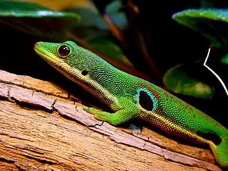 Phelsuma quadriocellata quadriocellata