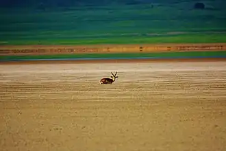 Джейран в степи вблизи озера Аджынохур