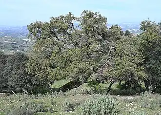 Габитус взрослого дерева в роще