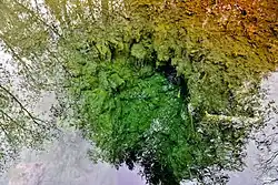 Родник карстового типа. Прозрачная родниковая вода и отражение деревьев