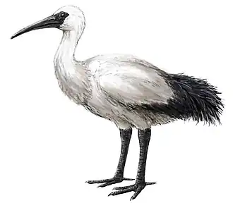 Threskiornis solitarius