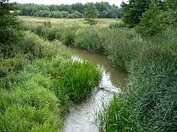 Среднее течение Ривы летом 2008 года