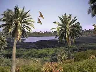 Ландшафт острова Пасхи, каким он был до появления на нем людей (реконструкция)