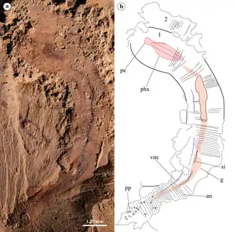 Ископаемый образец