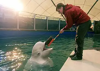 Большой вольер и навесной купол дельфинария, 2009 год