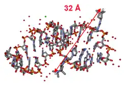 Рибонуклеиновая кислота19 июня 2008