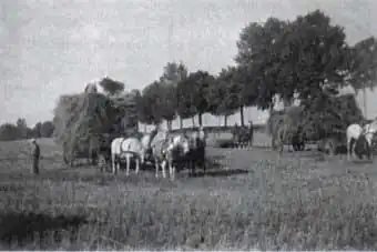 команда из четырех человек на сборе урожая в Гросс-Киндшене