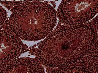 Микроскопический вид яичка кролика 100×