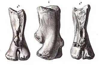 Остистый отросток голотипа Rachitrema pellati в задней (4b), правой боковой (4) и передней (4a) проекциях. По Sauvage (1883)