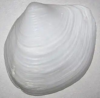 Створка Raeta plicatella