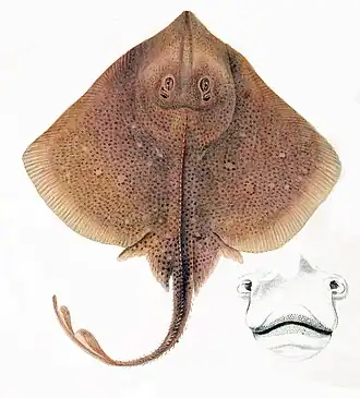 Диск средидиземноморского звездчатого ската усеян шипами