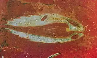 Раковина двустворчатого моллюска в облицовке станции «Площадь Ильича»