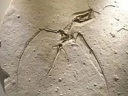 Образец рамфоринха, Хьюстонский музей естественных наук