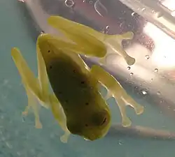 Nymphargus grandisonae