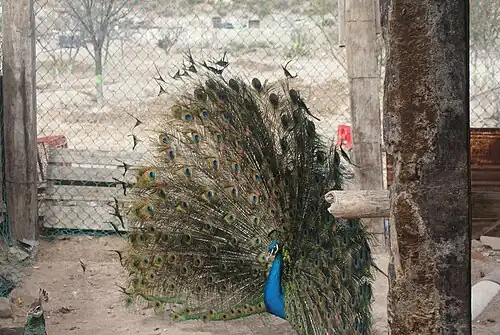 Павлин в питомнике Эль-Питайо