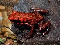 Andinobates tolimensis