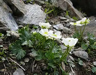 Ranunculus alpestris