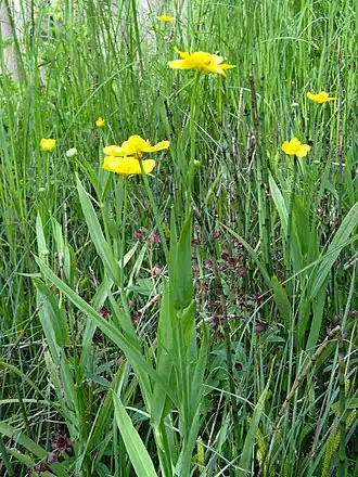 Лютик длиннолистный. Общий вид растения