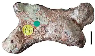 Голотип (пястная кость)