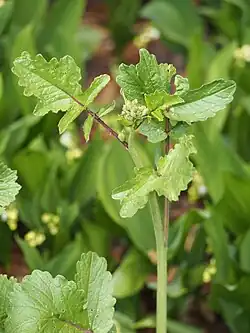 Цветоносный побег