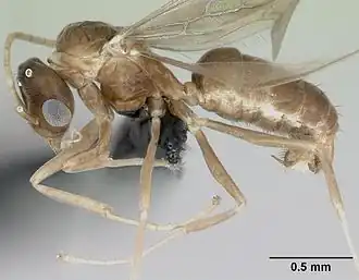 Муравей Ravavy miafina