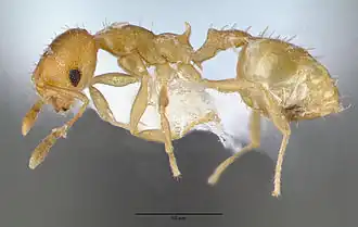 Recurvidris recurvispinosa