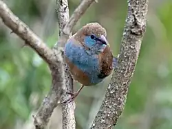 Астрильд в Кении