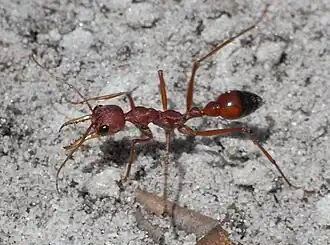 Красный муравей-бульдог (Myrmecia gulosa)