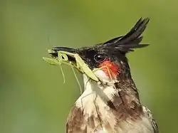 Краснощёкий настоящий бюльбюль с пойманным богомолом