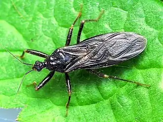 Грязный хищнец