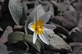 Цветущее растение.