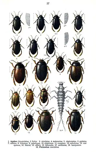 Представители рода Agabus и один Platambus