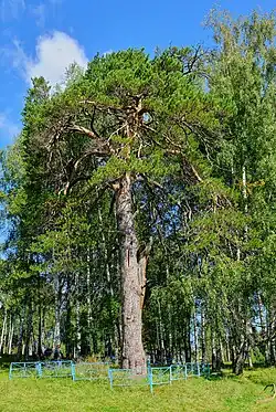 Сосна-Борть на выезде из села