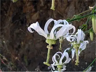 Цветки мишоксии колокольчатой