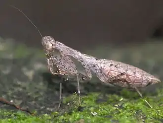 Amantis nawai, Тайвань