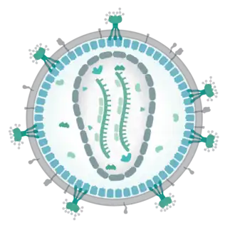 Вирион представителя семейства Retroviridae  