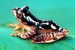 Rhacophorus bifasciatus