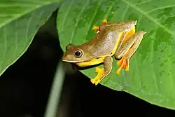 Двухпятнистый веслоног