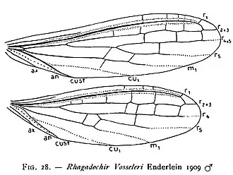 Крылья самца Rhagadochir vosseleri