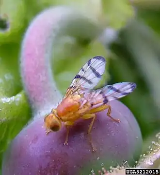 Шиповниковая пестрокрылка