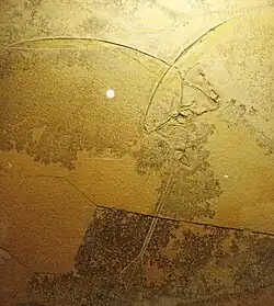 Образец, формально причисленный к R. intermedius с хвостовым балансиром