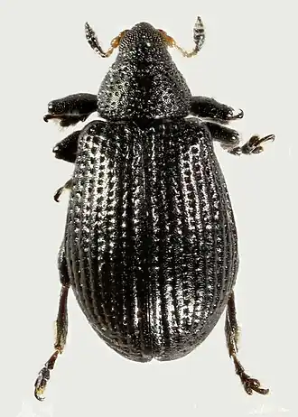 Rhamphus pulicarius