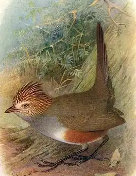 Хохлатая галлито (Rhinocrypta lanceolata)