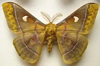 Самец Rhodinia jankowskii