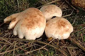 Rhodocollybia maculata