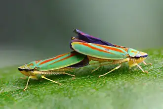 Graphocephala fennahi