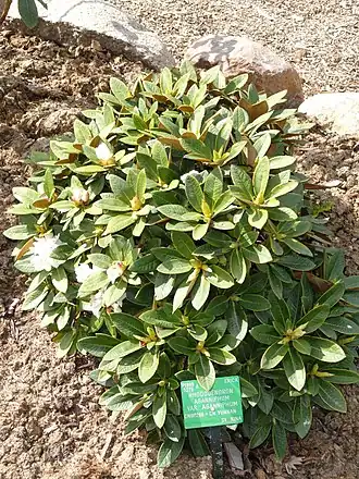 Rhododendron aganniphum var. aganniphum
